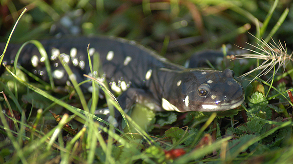 California tiger salamander