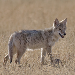 Coyote