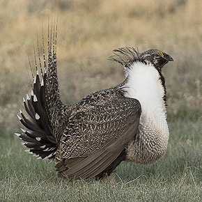 Greater sage grouse
