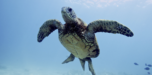 Green sea turtle