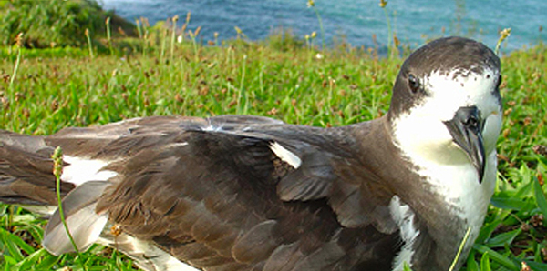 Hawaiian petrel