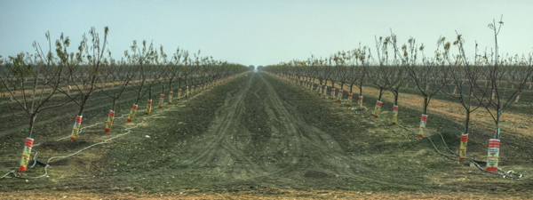 Agriculture
