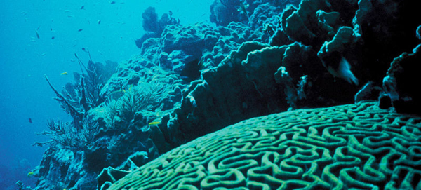 Coral reef