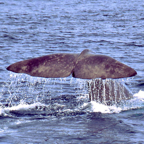 Whale tail