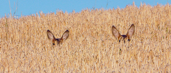 Deer in crops