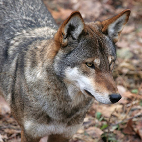 Red wolf