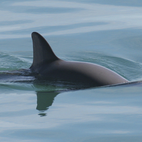 Vaquita