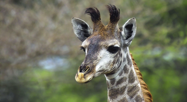 Giraffe