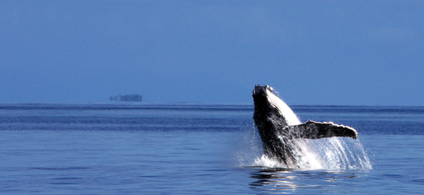 Humpback whale