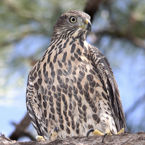 Northern goshawk