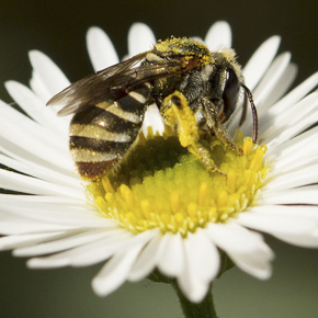 Native bee