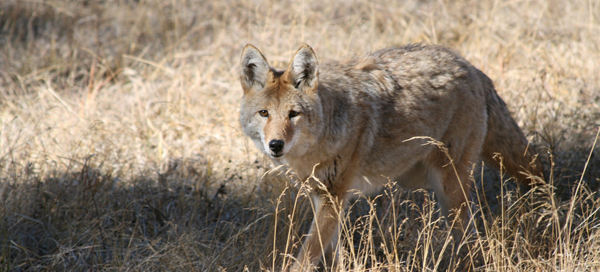 Coyote