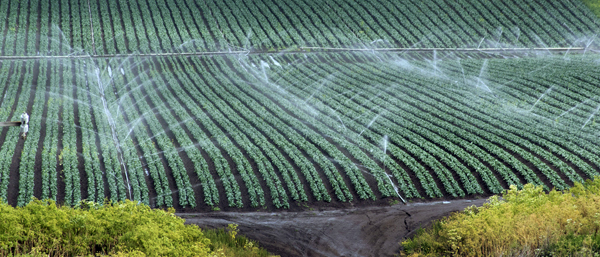 Broccoli crops