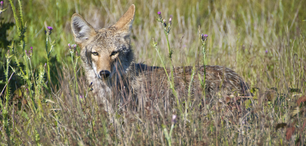Coyote