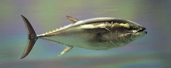 Pacific bluefin tuna