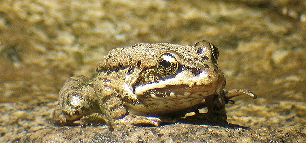 Cascades frog