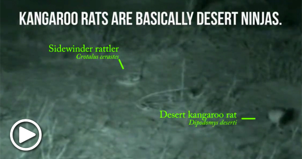 Kangaroo rat vs. sidewinder rattlesnake