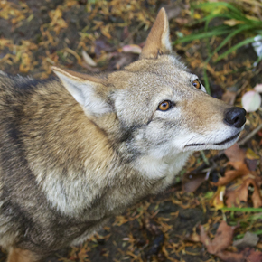 Red wolf