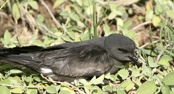 Band-rumped storm petrel