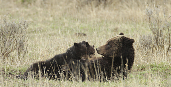 Yellowstone grizzly bear family