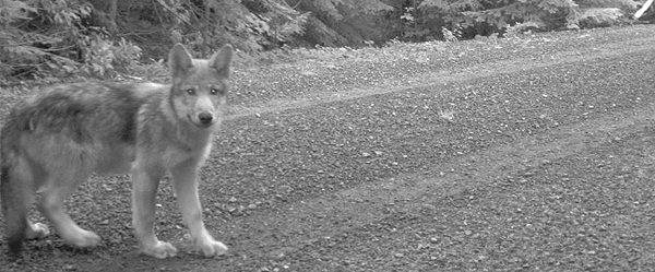 Pup of Oregon wolf OR-7