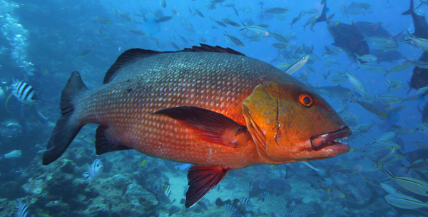 Red snapper