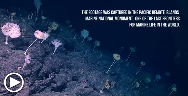 Ocean floor with glass sponges