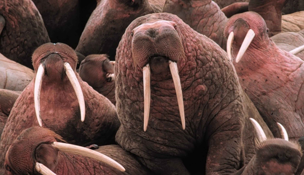 Pacific walruses