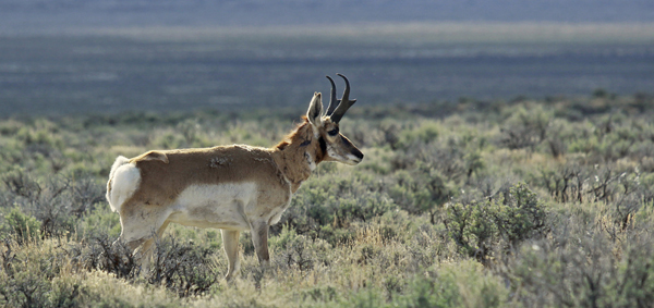 Pronghorn
