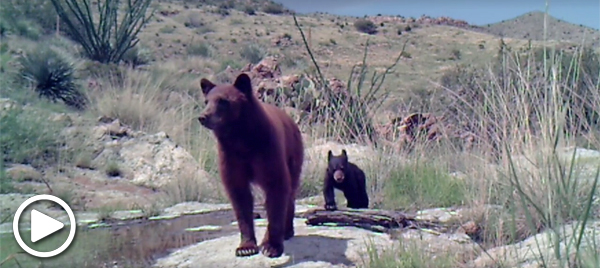 Bear and cub