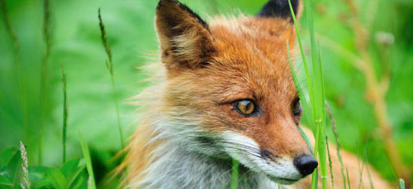 Fox