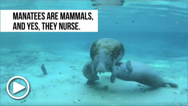 Nursing manatees
