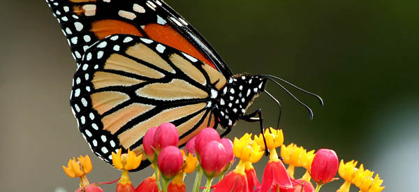 Monarch butterfly