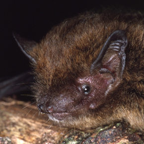 Christmas Island bat