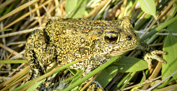 Dixie Valley toad