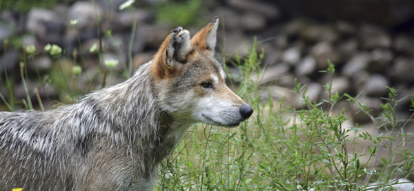 Mexican gray wolf