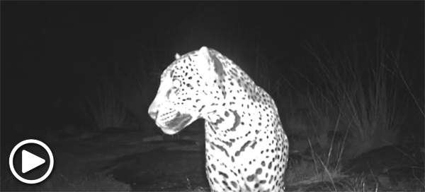Sombra the Arizona jaguar