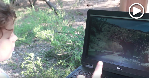 Watching wildlife videos