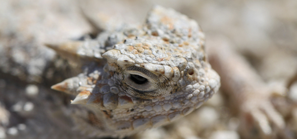 Desert horned lizard