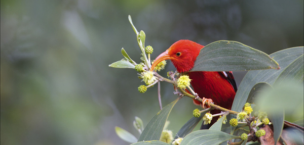 'I'iwi