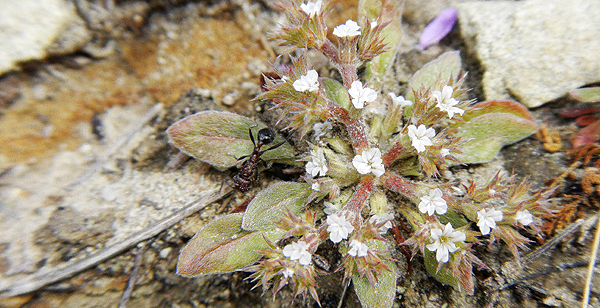 San Fernando Valley spineflower