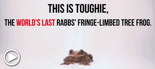 Toughie, the last Rabbs' fringe-limbed tree frog