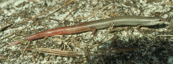 Florida Keys mole skink