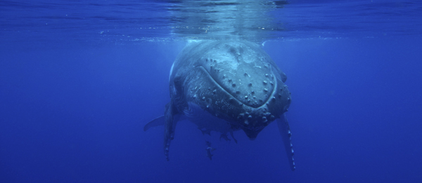 Humpback whale