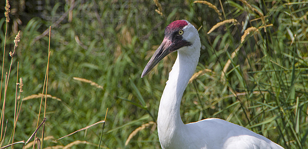 Whooping crane