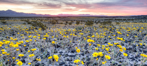 Amboy Crater, Mojave Trails National Monument