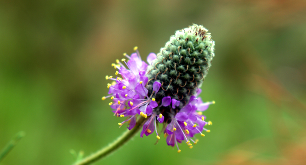 Florida prairie clover