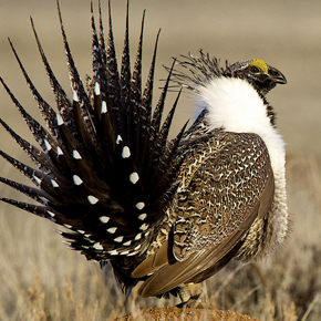 Sage grouse