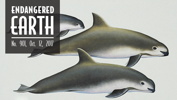 Vaquita illustration by Brett Jarrett