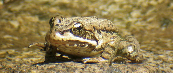 Cascades frog